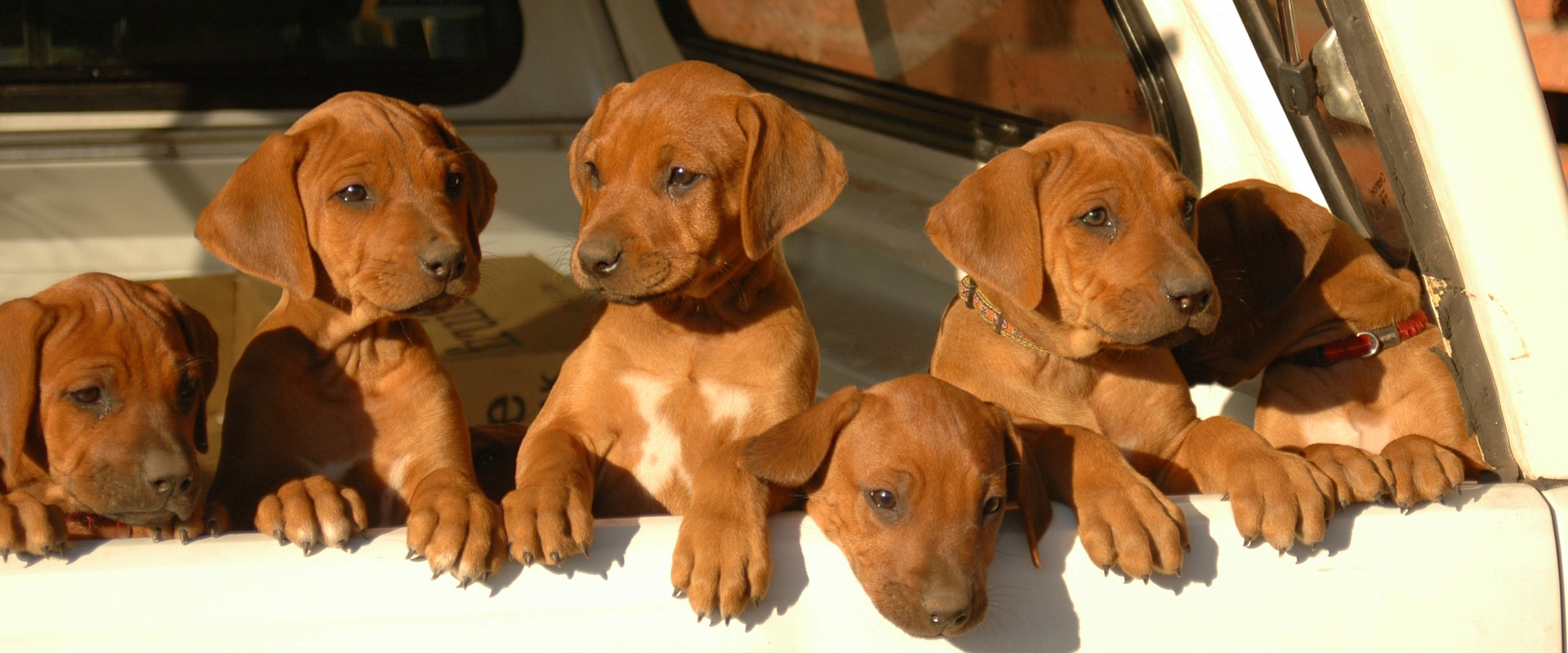 Hundehalterhaftpflicht - Hundebesitzer haften für Ihre Vierbeiner